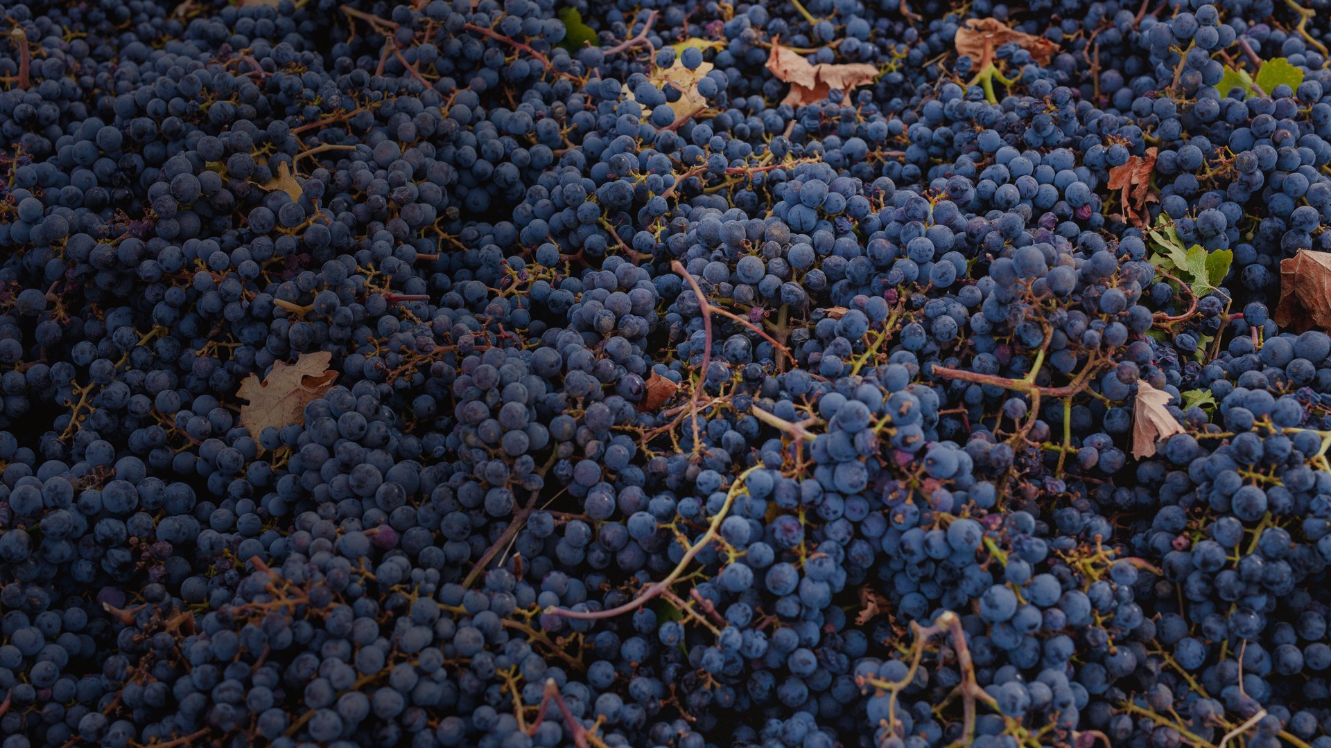 St. Stephen Organic Vineyards Home