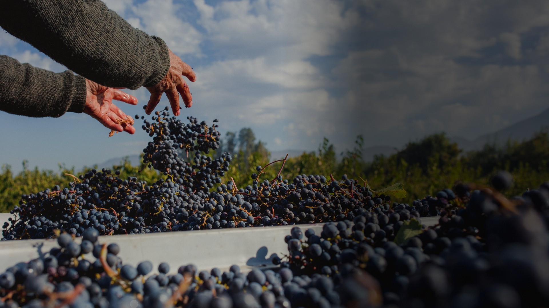 St. Stephen Organic Vineyards Home