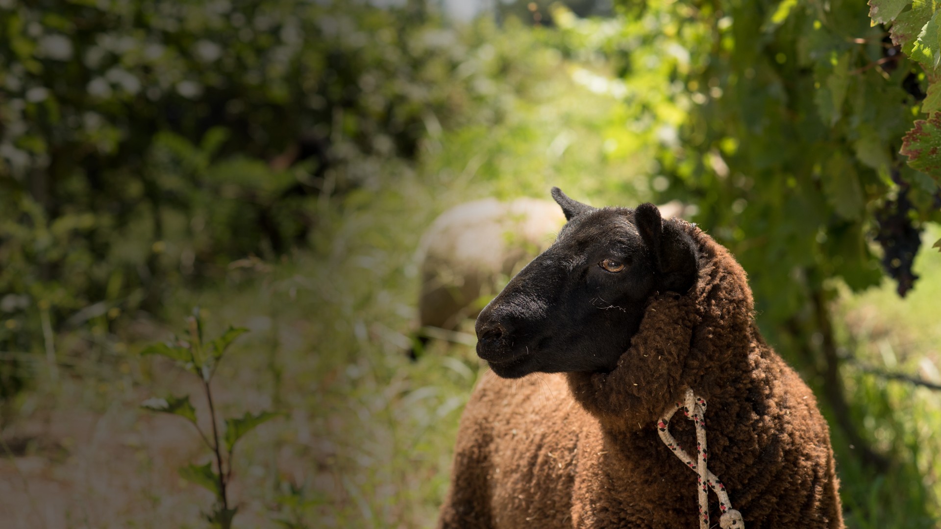 St. Stephen Organic Vineyards Home