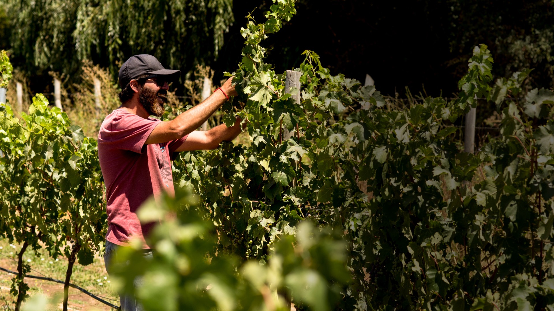 St. Stephen Organic Vineyards Home